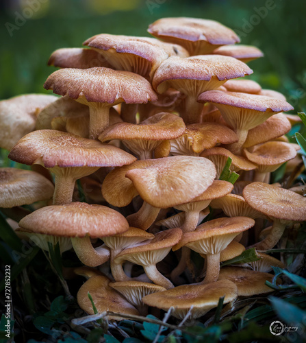 The Ringless Honey Mushroom (Desarmillaria Tabescens). photo