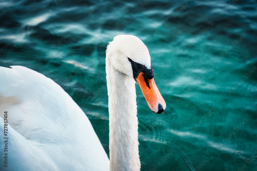 Fototapeta premium White swan or Cygnus olor floating on the lake