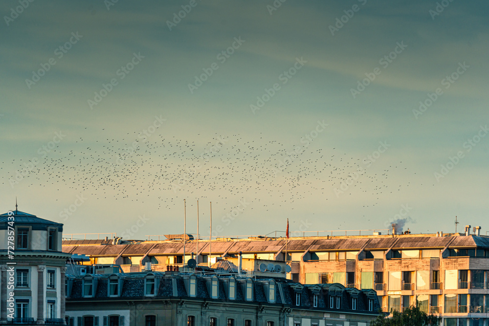 Flock of bird flying in the evening sky over exterior building in downtown
