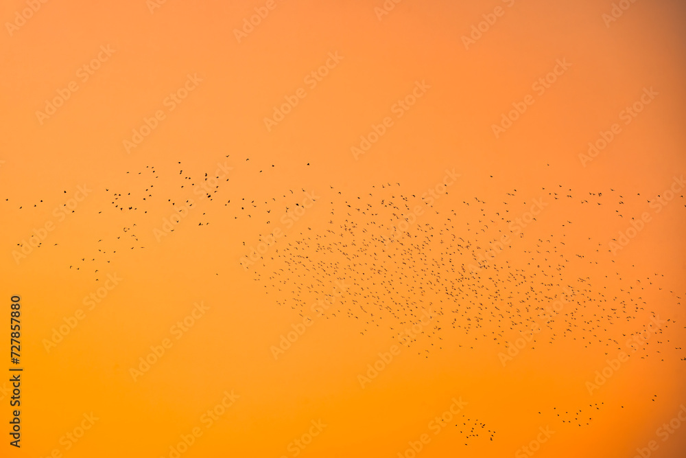 Obraz premium Flock of bird flying in the orange sky