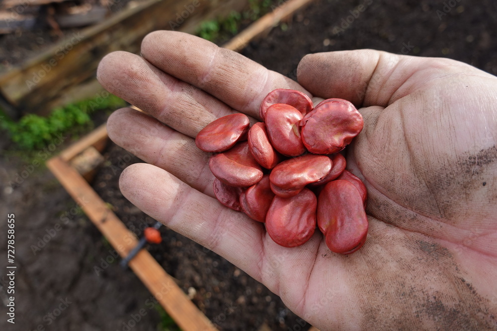 Fototapeta premium man holds May bean seeds to plant in the urban garden. plant beans