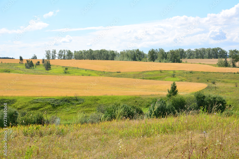 hillside with wheat fields and forest on background 