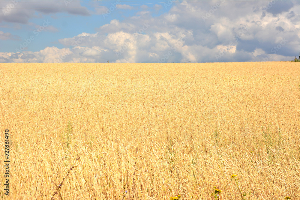 yellow wheat field with rainy clouds on horizon copy space yellow wheat field with rainy clouds on horizon copy space