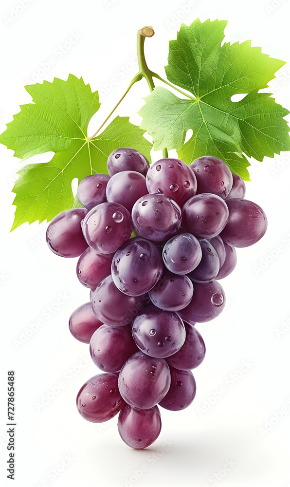Fototapeta premium Dark grapes with leaves. Isolated drawing with fruit.