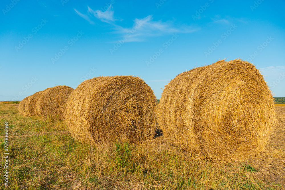 Straw bales lie on the field. Harvesting hay for animals