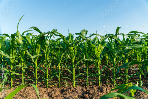 Corn field. Corn stalks. Immature corn plants