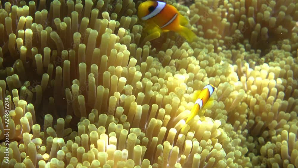 Red Sea anemonefishes and sea anemone Red Sea anemonefishes and sea anemone