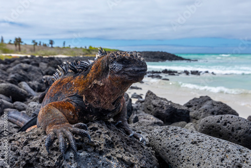 Marine iguana (Amblyrhynchus cristatus) on lava rock in Galapagos Islands. Iguana marina sobre roca de lava.