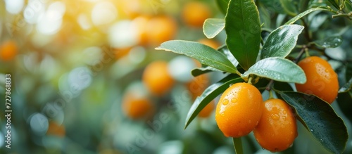 Harvest of ripe kumquat on a branch in the garden, agribusiness business concept, organic healthy food and non-GMO fruits with copyspace, banner photo