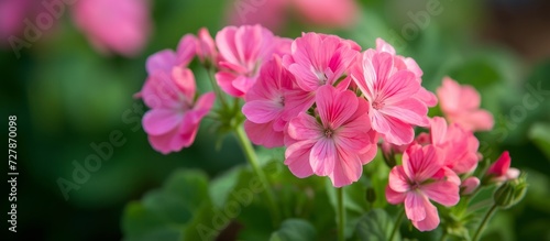 Pretty Pink Geranium Flowers Brighten Up the Garden with a Splash of Color