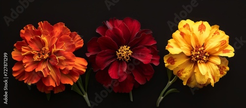 Burgundy and Marigold Blooms on Isolated Black Background: A Trio of Vibrant Florals - Burgundy, Marigold, Isolated, Pops Against Chic Black Background photo