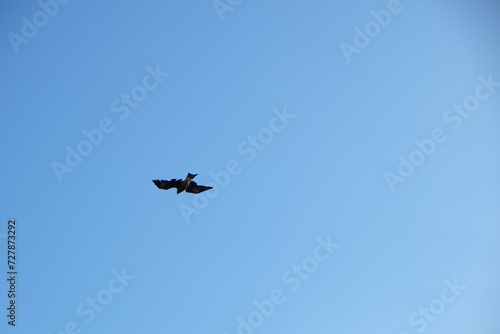 Hawk