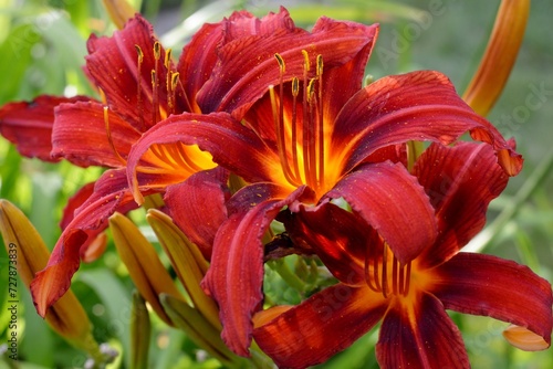  Bright red with yellow throated daylily in a summer sunny garden close-up