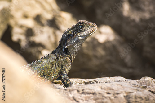 Australian water dragon (Intellagama lesueurii) Australian lizard sits on a stone on the seashore, animal in the natural environment. © Castigatio