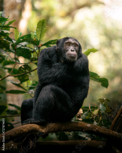 Portrait of wild African chimpanzee ape in tropical forest in Uganda © Marc