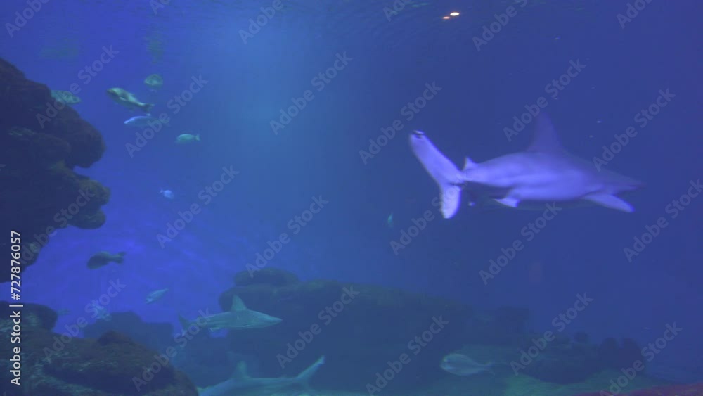 Blue shark swimming in the ocean Blue shark swimming in the ocean