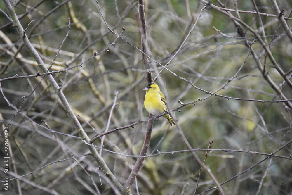 Fototapeta premium Little bird with yellow breast