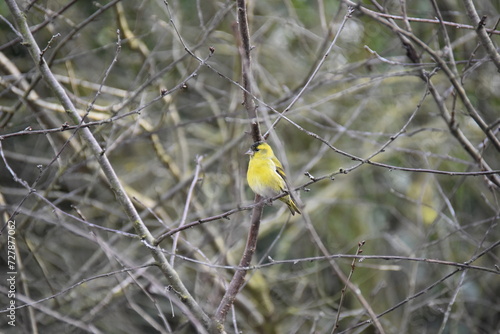 Little bird with yellow breast