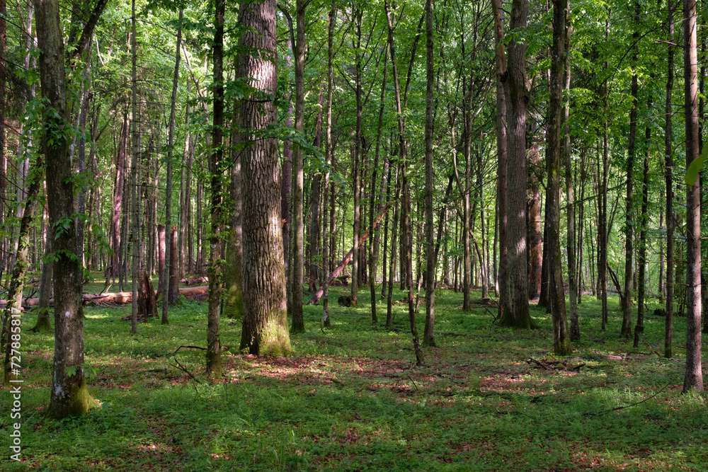 Naklejka premium Springtime deciduous tree stand with hornbeams and oaks