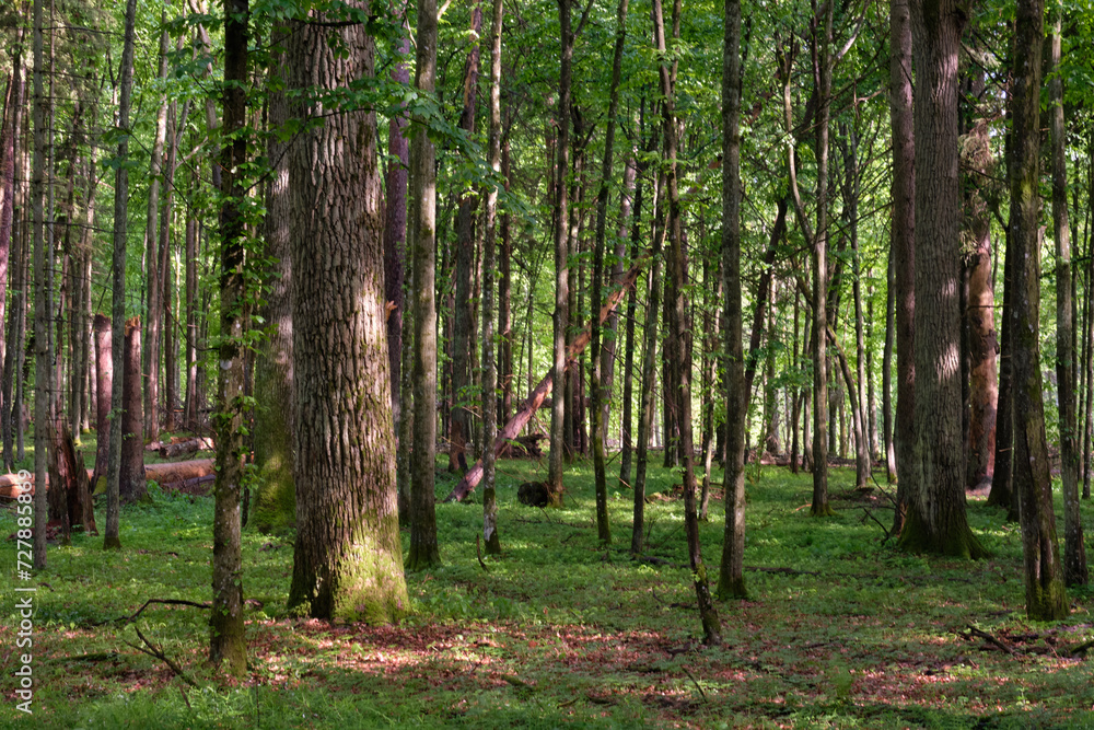 Springtime deciduous tree stand with hornbeams and oaks Springtime deciduous tree stand with hornbeams and oaks