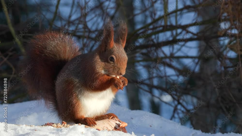 red squirrel animal on ground feed watching zoom in natural world norway red squirrel animal on ground feed watching zoom in natural world norway
