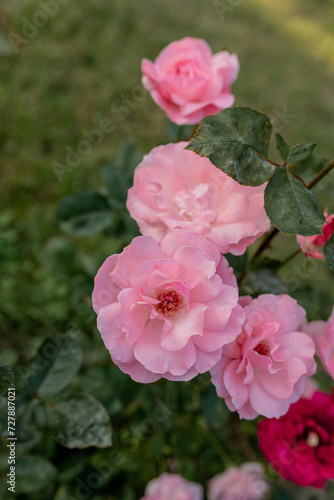 pink rose in the rose garden