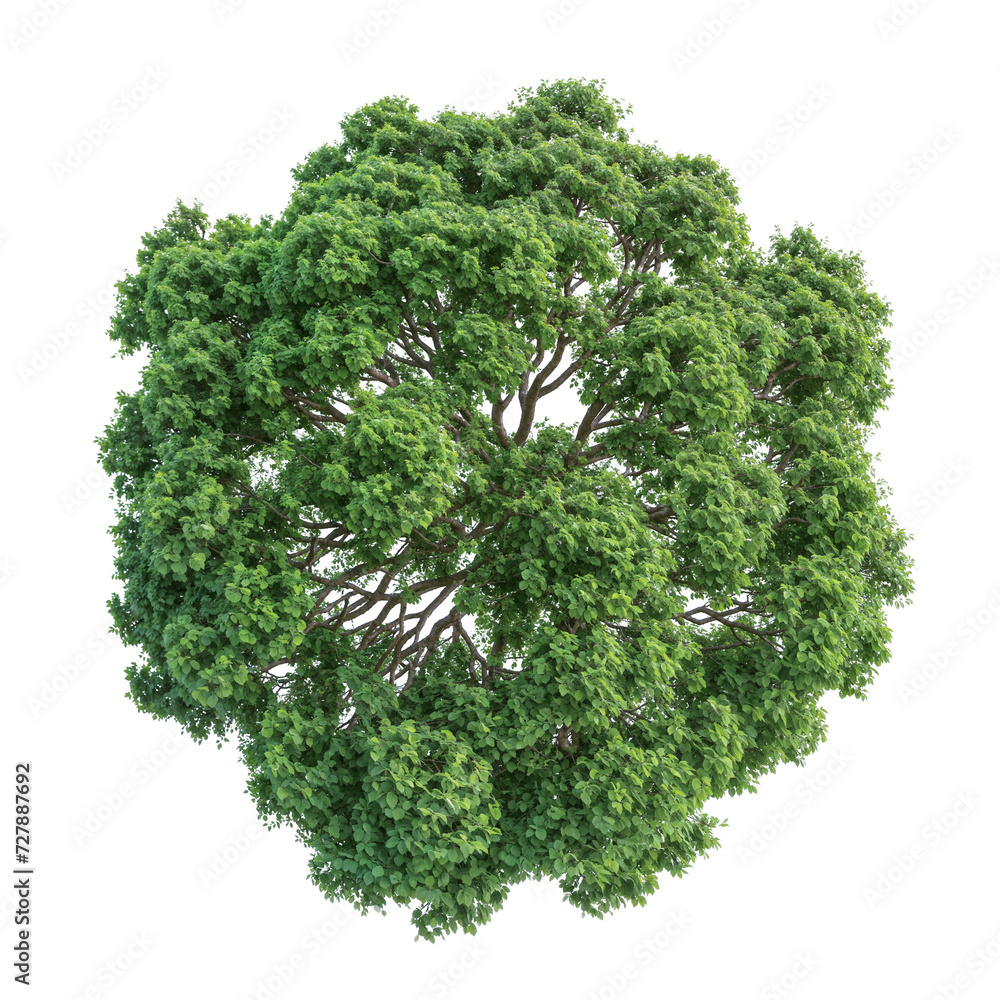 high quality top view tree removed original background PNG transparent ...