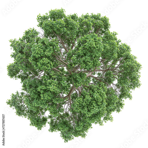 high quality top view tree removed original background PNG transparent photo