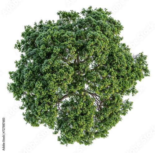 high quality top view tree removed original background PNG transparent