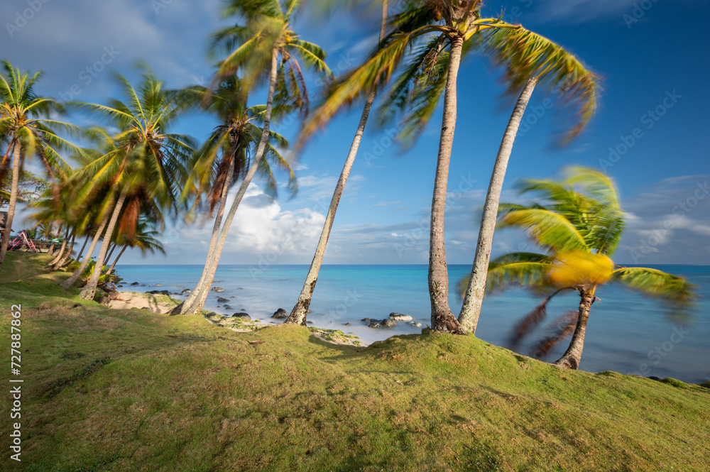Obraz premium Palm tree on beach