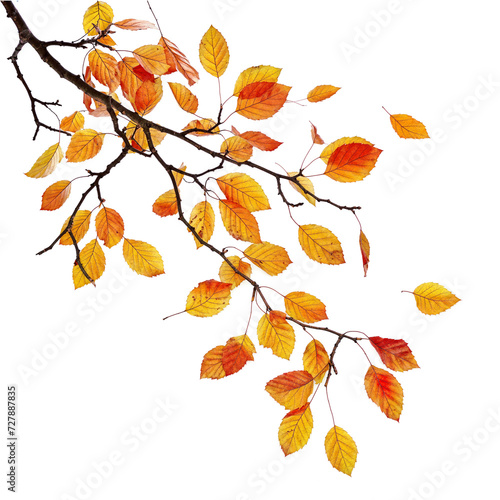 autumn tree branch with falling leaves PNG transparent background