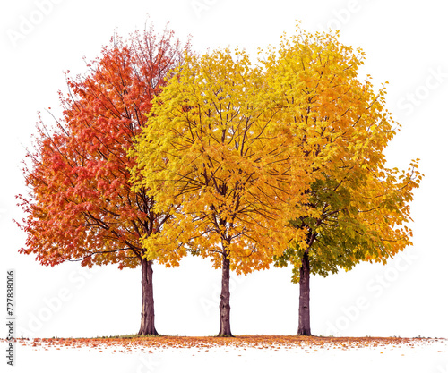 autumn tree PNG file transparent background