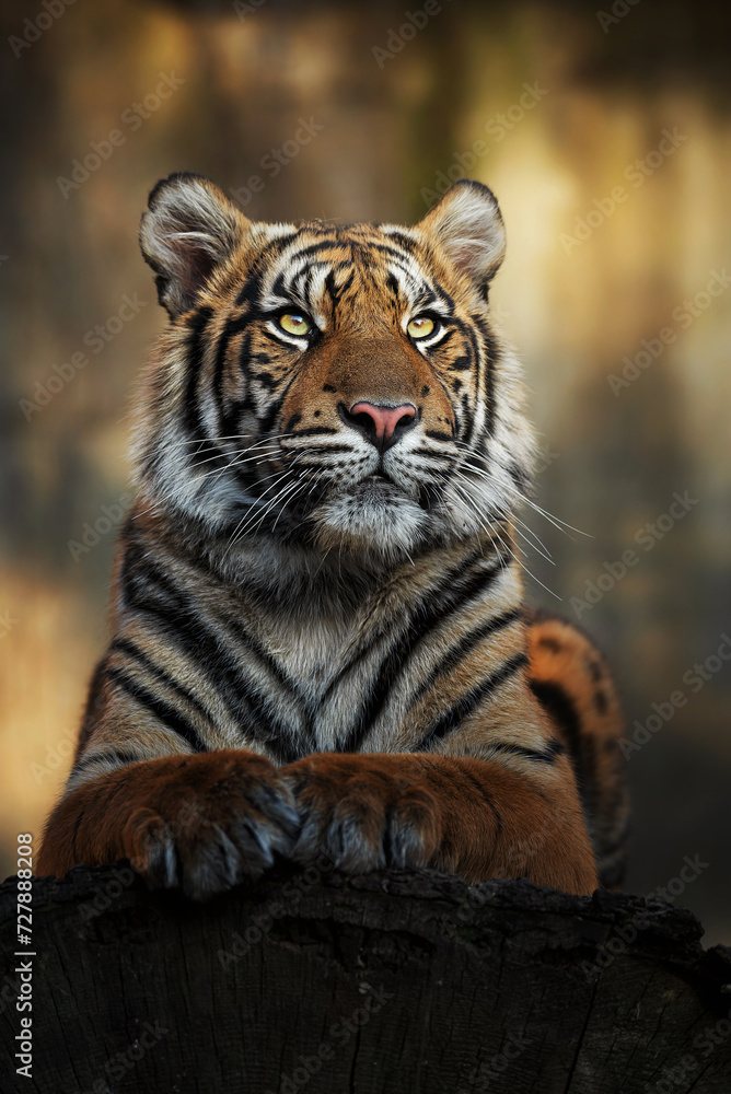 Fototapeta premium Sumatran tiger (Panthera tigris sumatrae) beautiful animal and his portrait