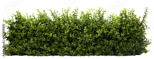 Lush green hedge trimmed neatly, cut out photo