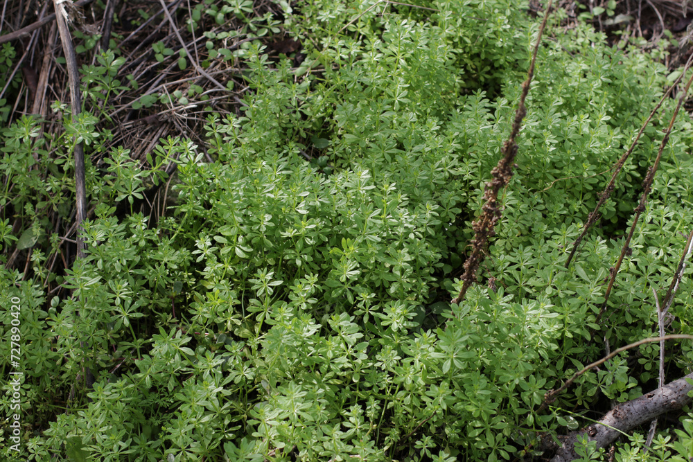 Cleavers, Galium aparine, seedling, sprout. The Cleavers Galium aparine have been used in the traditional medicine for treatment of disorders of the diuretic, lymph systems and as a detoxifier