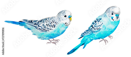 Watercolor hand painted illustration of  blue parrot, budgie , blue parrot ,budgerigar , bird, watercolor illustration , birds , turquoise	 photo