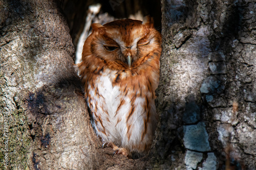 screech owl