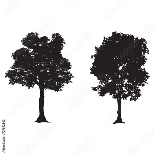 Ash Tree Silhouette Template Free