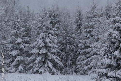 snow covered trees in the forest