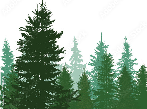 straight firs green forest on white photo