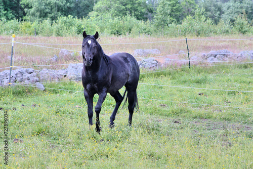 Beautiful American Quarter Horse black stallion in a meadow in summer in Skaraborg Sweden