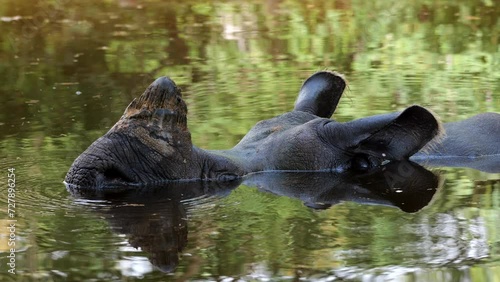 The Indian rhinoceros (Rhinoceros unicornis) head close-up in water, perk up ears and bubbling the water with breath, other names: Indian Rhino, the Greater One-horned Rhinoceros, animal in the family