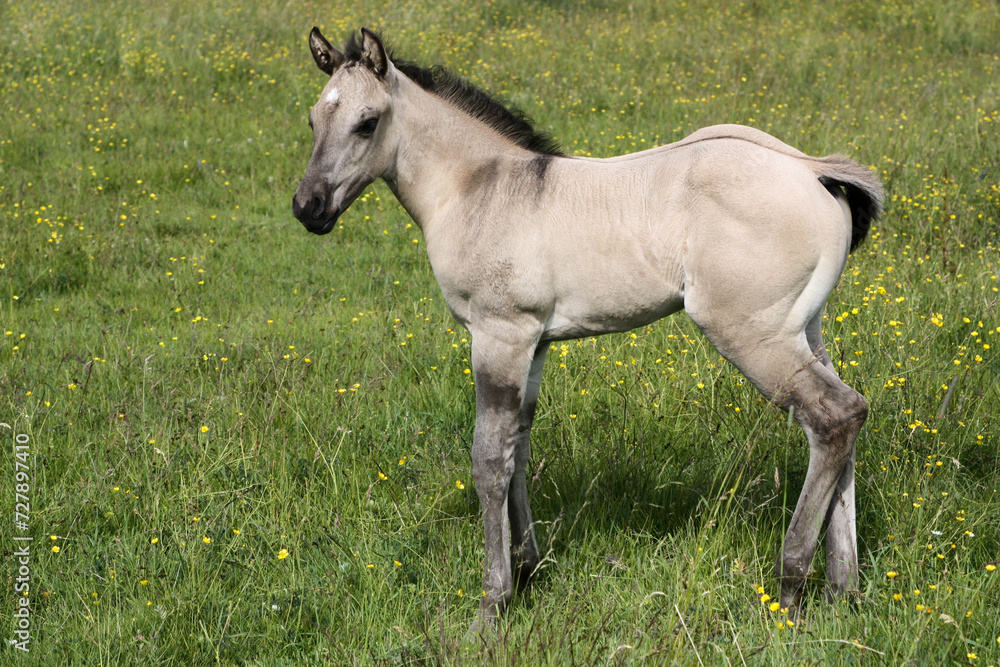 Beautiful Quarter Horse foal on a sunny day in a meadow in Skaraborg Sweden
