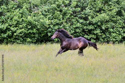 Beautiful brown American Quarter Horse mare on a meadow in summer in Skaraborg Sweden