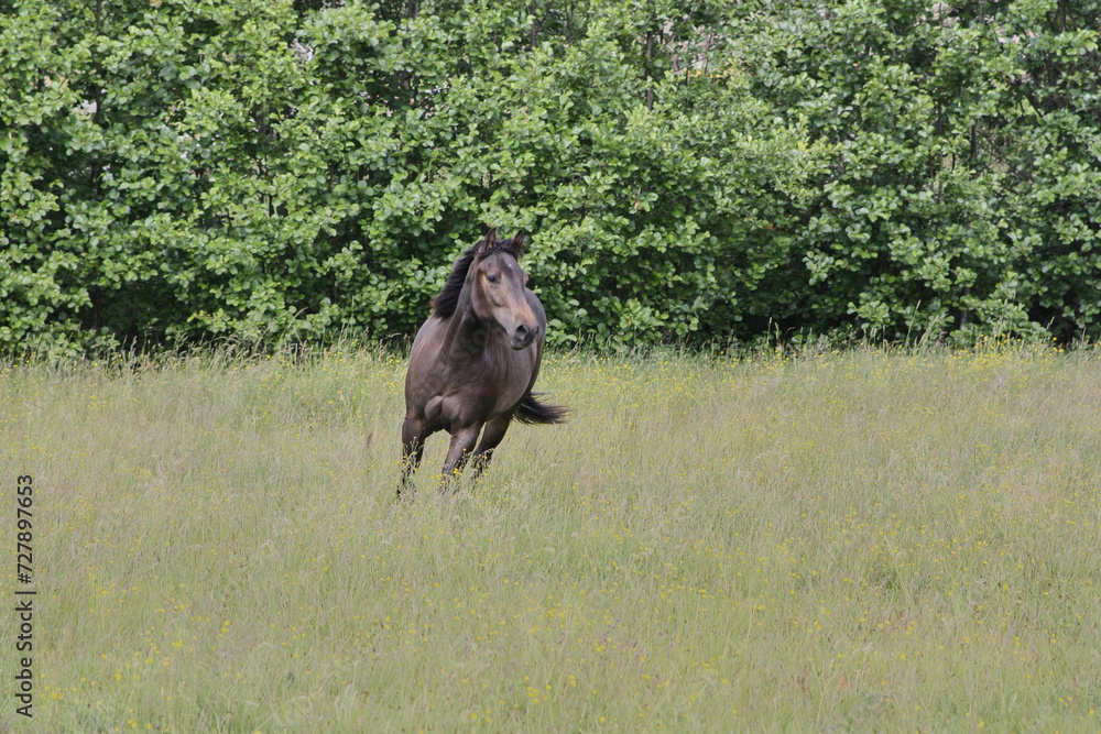 Fototapeta premium Beautiful brown American Quarter Horse mare on a meadow in summer in Skaraborg Sweden