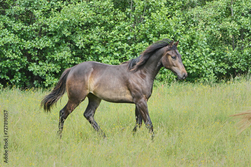 Beautiful brown American Quarter Horse mare on a meadow in summer in Skaraborg Sweden