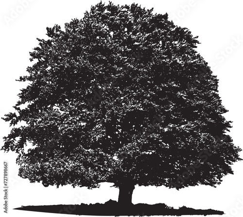 Isolated-Deciduous-Tree-Summer