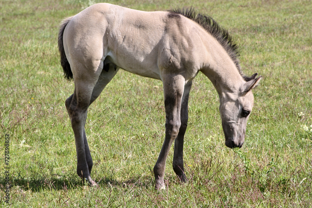 Beautiful Quarter Horse foal on a sunny day in a meadow in Skaraborg Sweden