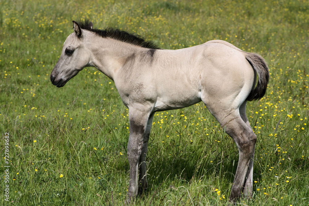 Beautiful Quarter Horse foal on a sunny day in a meadow in Skaraborg Sweden Beautiful Quarter Horse foal on a sunny day in a meadow in Skaraborg Sweden