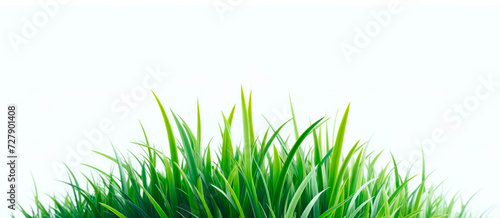 Fresh green grass against a clean white background. Nature and purity concept. Generative AI